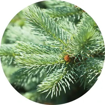Fir Silver Essential Oil - Living Libations