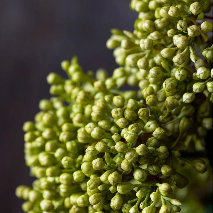 The ABIGAIL AHERN - VIBURNUM OLIVE by ABIGAIL AHERN features a single long artificial stem with two clusters of small yellow-green buds and a large, textured green leaf set against a plain white background.