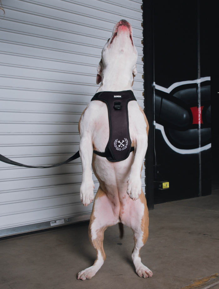 Dixxon Dog Harness - Black