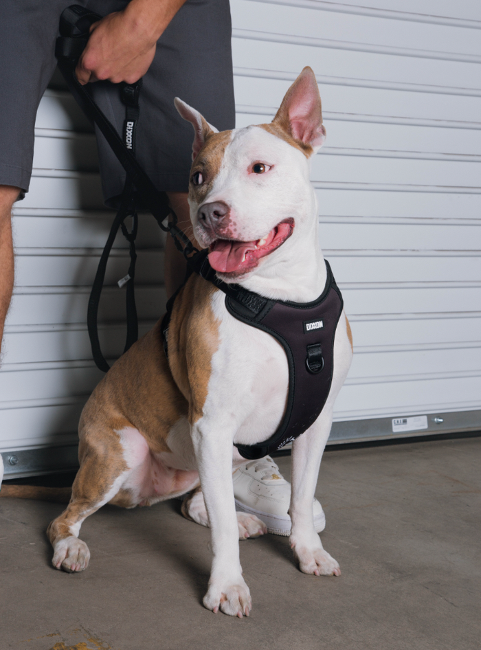 Dixxon Dog Harness - Black