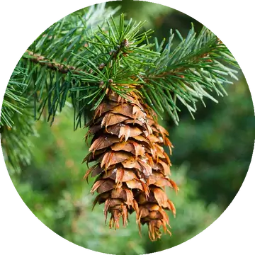Douglas Fir Essential Oil - Living Libations