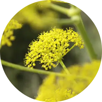 Fennel Essential Oil - Living Libations