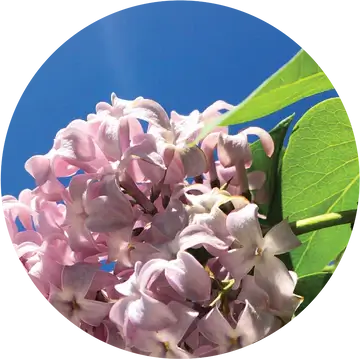 Lilac Essential Oil - Living Libations