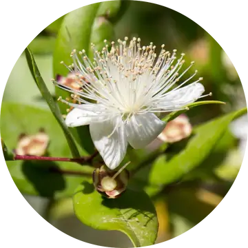 Myrtle Essential Oil - Living Libations