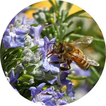 Rosemary Verbenone Essential Oil - Living Libations