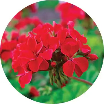 Roses Over Geranium Essential Oil - Living Libations