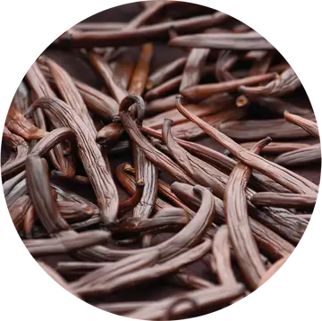 Vanilla Fusion Carrier Oil - Living Libations